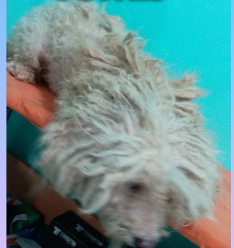 Bebé antes, con el pelo muy enredado